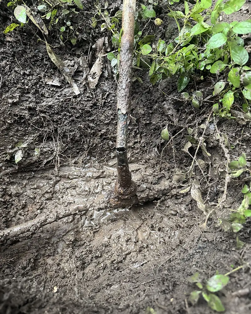 Dug-out drain trench full of tree roots and mud, exposing an old pipe on a Pickles drainage job