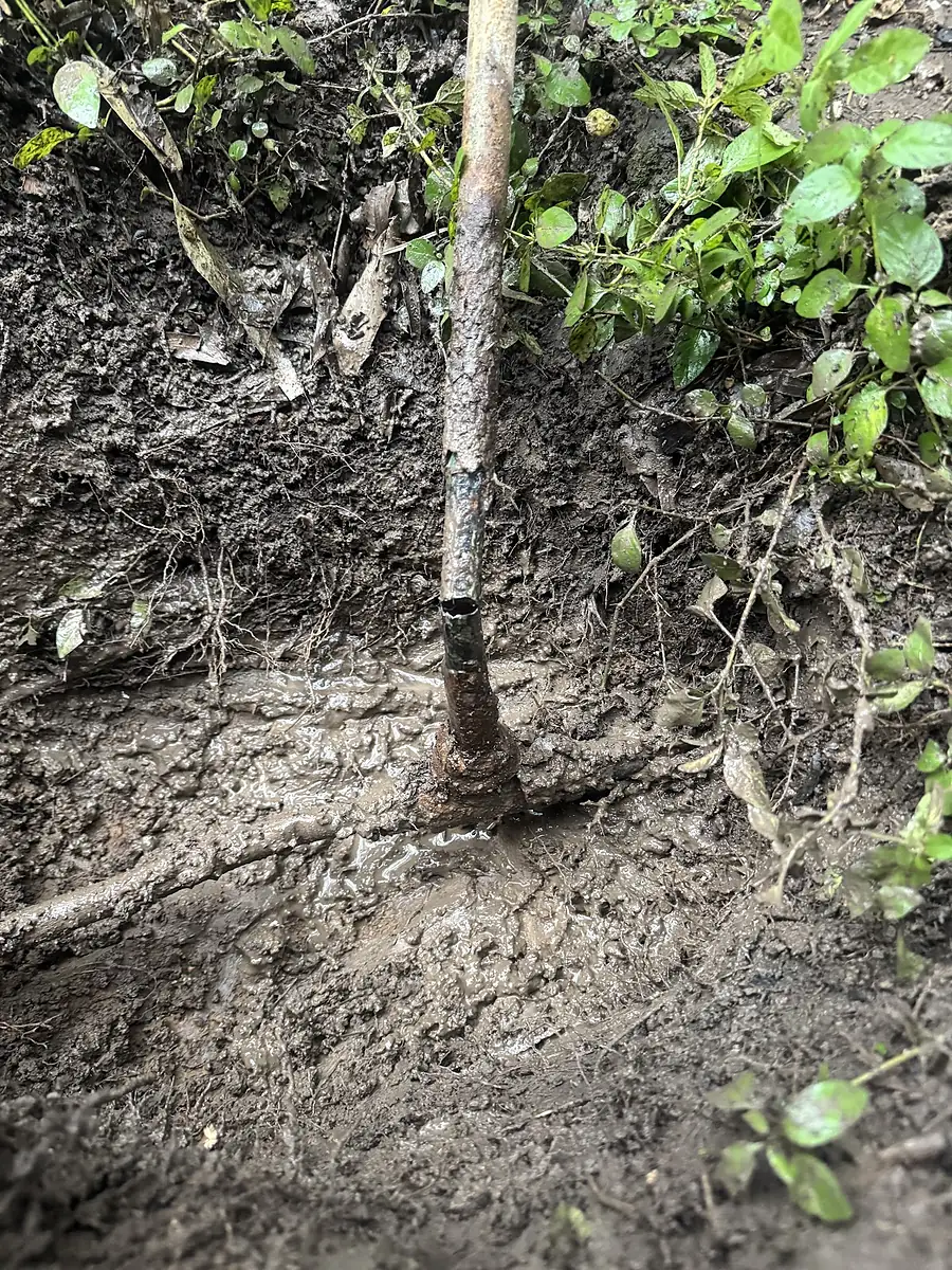 Tree roots tangled through a muddy trench around an old drain pipe